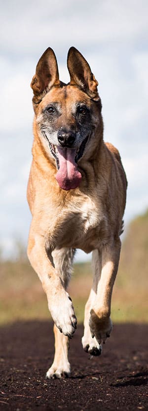 Urgent Care Vet near Rancho Santa Margarita, CA animal urgent care urgent pet care pet check urgent care urgent veterinary care