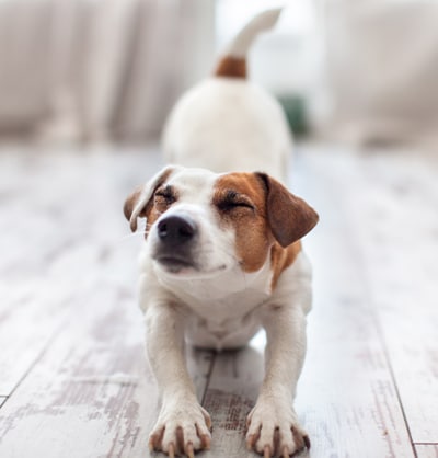 A small dog stretches on a wooden floor with its front legs extended and eyes closed, appearing content. The dog has a white coat with brown patches on its ears and face, looking like it's fresh from a veterinarian's care. The background is softly blurred, suggesting an indoor setting with natural light.