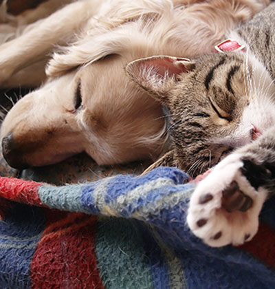 veterinarian in Lake forest CA vet near me pet hospital vet clinic animal hospital veterinary