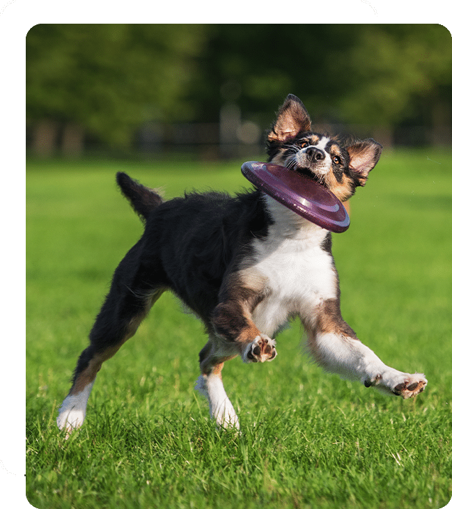 veterinarian near Las Flores, CA vet near me pet hospital vet clinic animal hospital