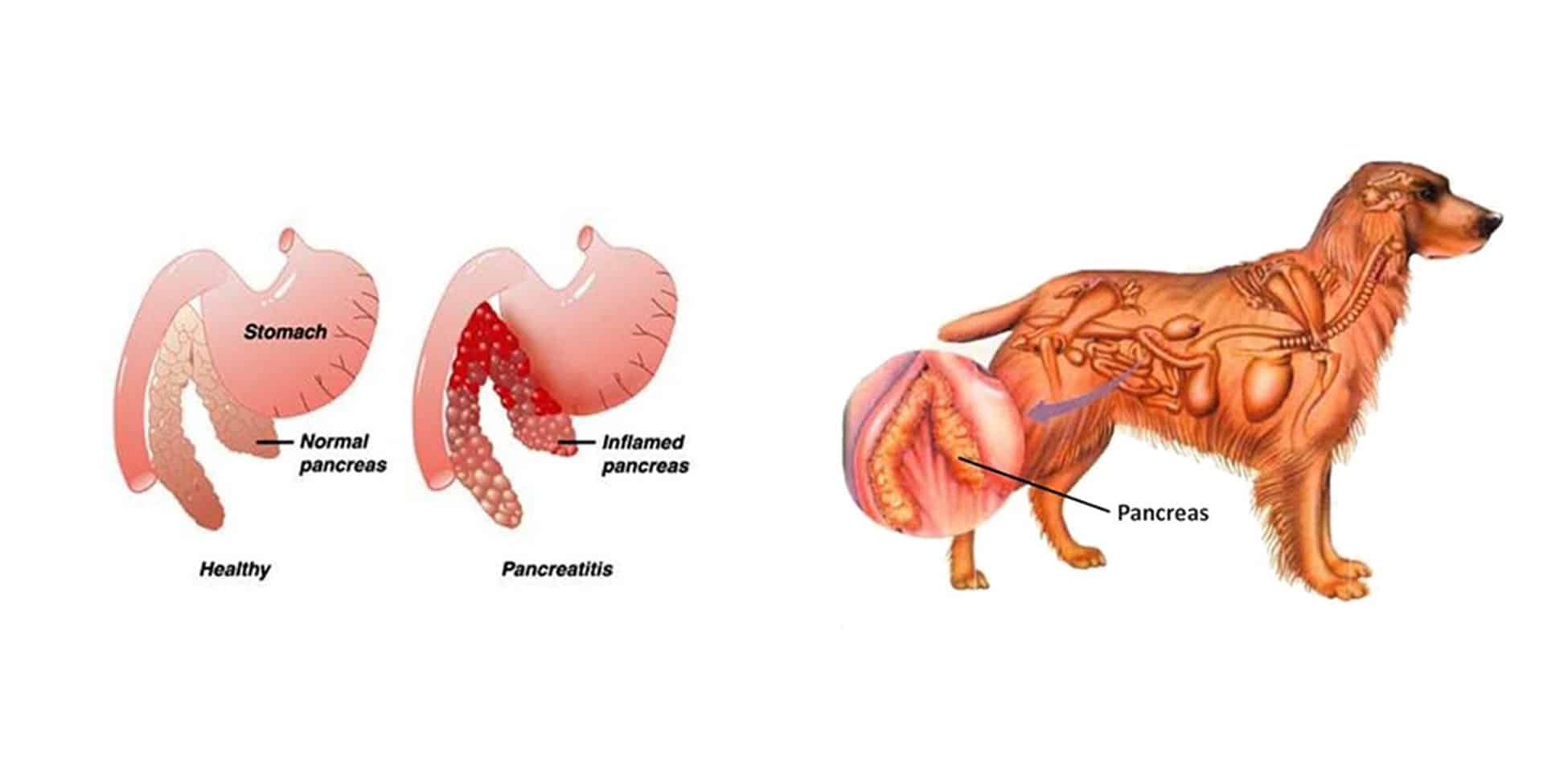 Pancreatitis in Dogs what causes pancreatitis in dogs how to treat symptoms