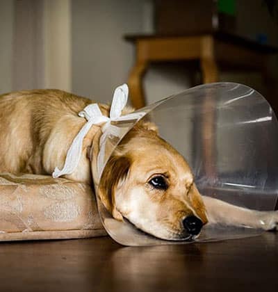 A brown dog wearing a protective plastic cone around its neck lies on the floor, resting its head on a cushion—perfect for sharing on your pet care blog.
