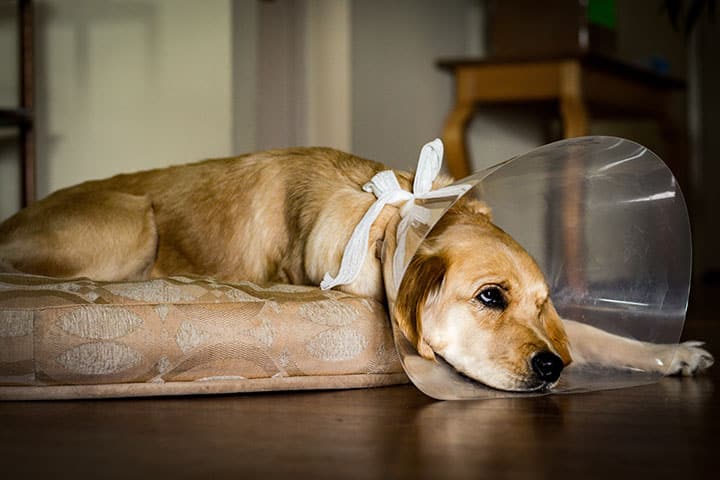 A light brown dog wearing a plastic cone collar lies on a beige cushion, looking sad and resting its head on the edge. The scene is indoors with wooden flooring and furniture in the background.
