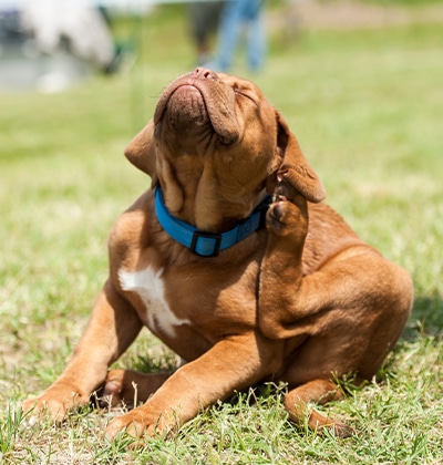 A brown puppy with a blue collar sits on grass, tilting its head back and using its hind leg to scratch its ear—a perfect blog moment for dog lovers.