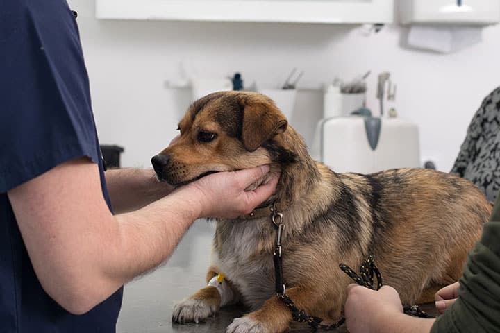 A small brown and black dog lies on an exam table while a veterinarian gently holds its head. Another person holds the dog’s leash. The setting appears to be a veterinary clinic.