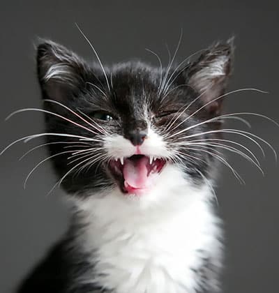 Cat Vaccinations near Rancho Santa Margarita, CA veterinary clinic cat vaccine clinic vet clinic essential cat shots pet vaccination