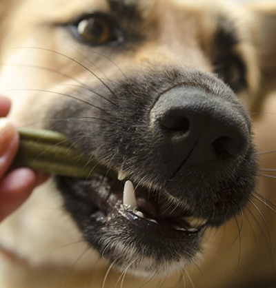 pet dental pet dentistry pet dental services pet dental cleaning dog and cat tooth extraction