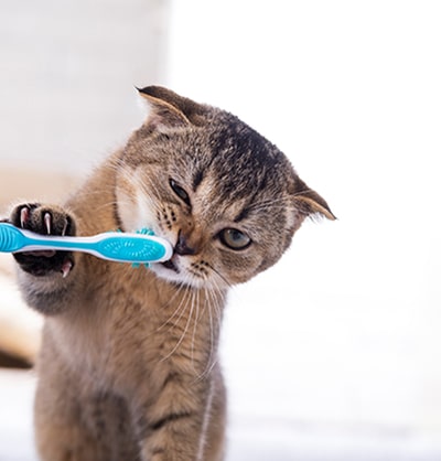 pet dental pet dentistry pet dental services pet dental cleaning dog and cat tooth extraction
