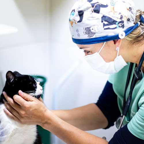 dr Nayara pataro dr nai Veterinarian Bliss animal hospital vet near me