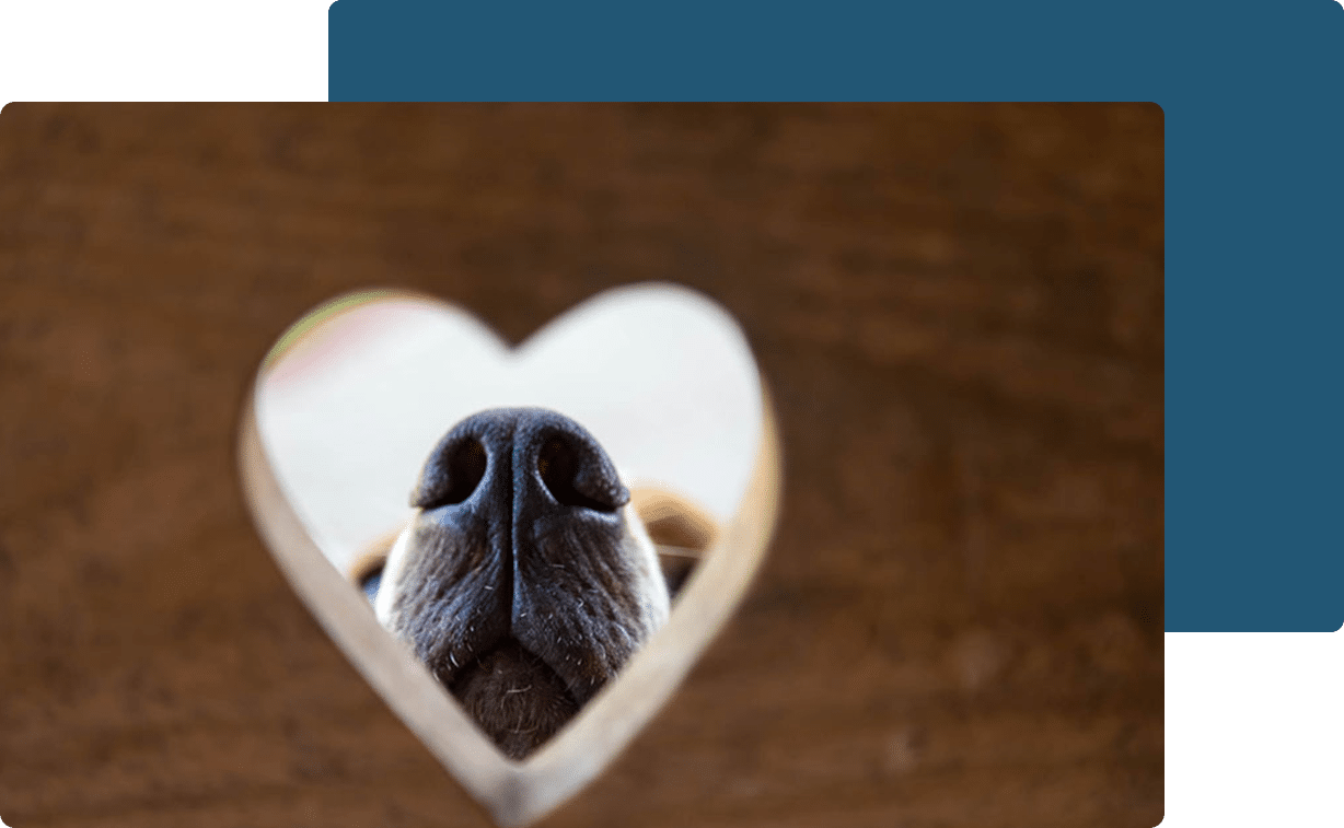 end of life pet care end of life care for pets pet end of life care pet euthanasia pet euthanasia at home home pet euthanasia pet euthanasia and cremation