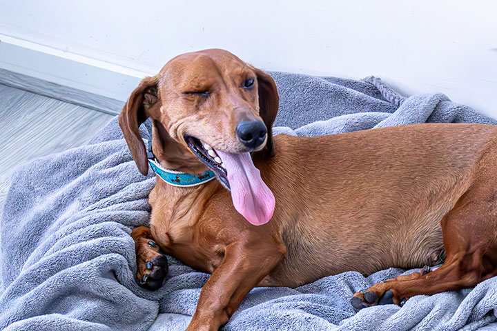A brown dachshund with a blue collar lies on a soft gray blanket. The dog is playfully winking and has its tongue out, giving a joyful expression. The background features a light-colored floor and wall.