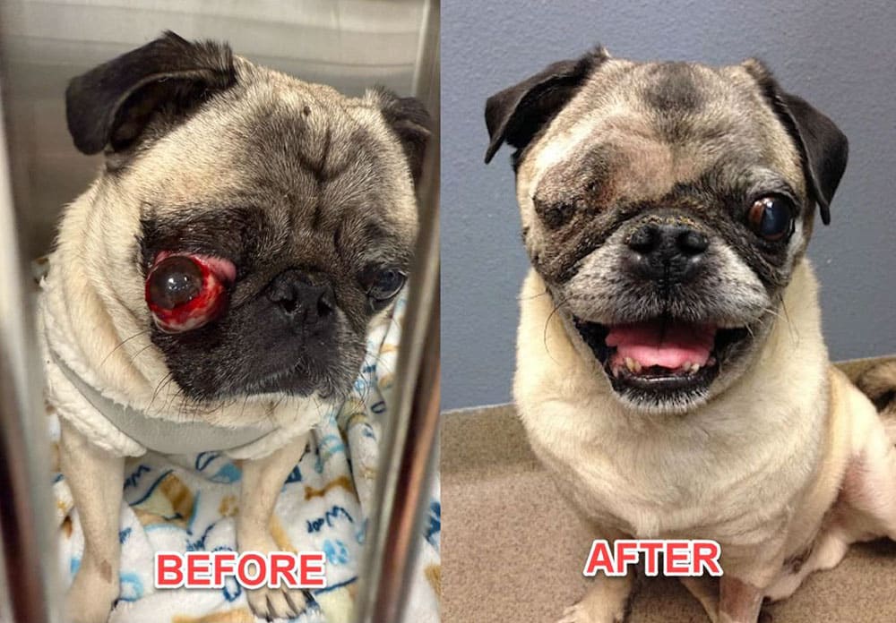 A pug is shown in a side-by-side comparison. On the left, the pug has a swollen, red eye labeled "Before." On the right, the pug is smiling with its eye removed, labeled "After.