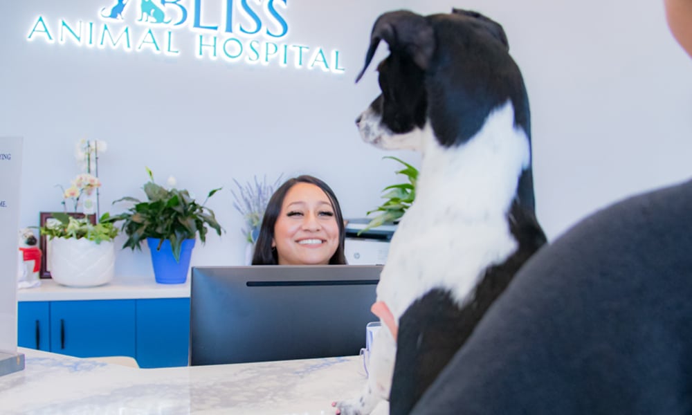 A smiling receptionist at Bliss Animal Hospital greets a black and white dog at the front desk. The desk, adorned with potted plants, sets a welcoming scene as the veterinarian's logo shines in the background.