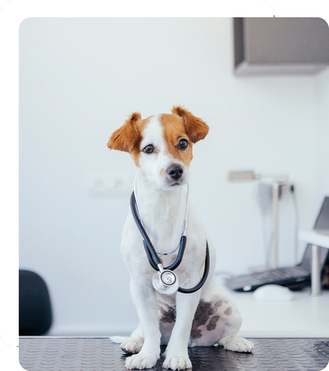 A small white and brown dog sits on a veterinary examination table, donning a stethoscope around its neck. The background shows a computer and medical equipment, highlighting the vet's clinical setting. The dog looks directly at the camera with a calm expression.