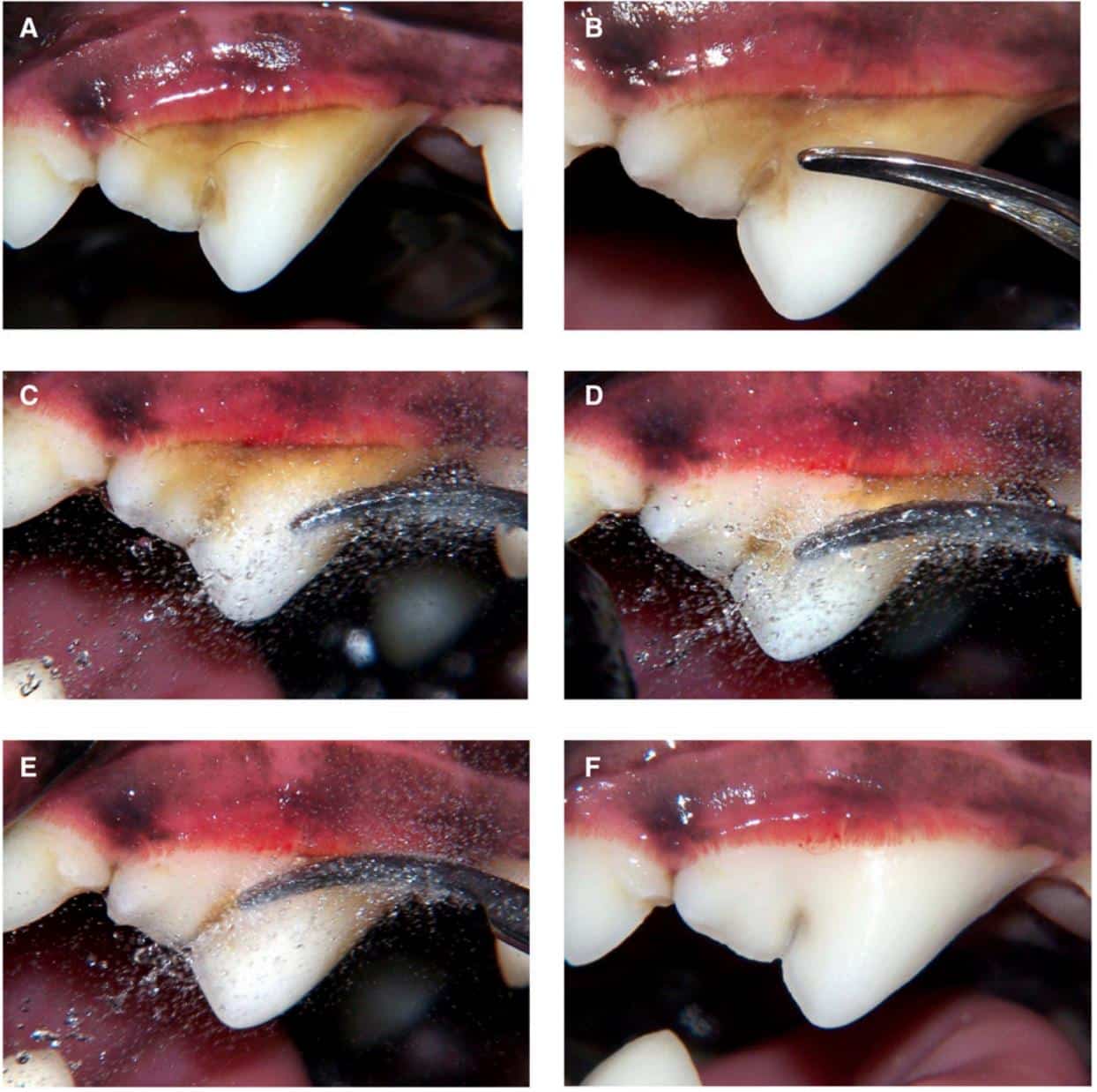 pet dental cleaning cat dental care pet dentist dentistry