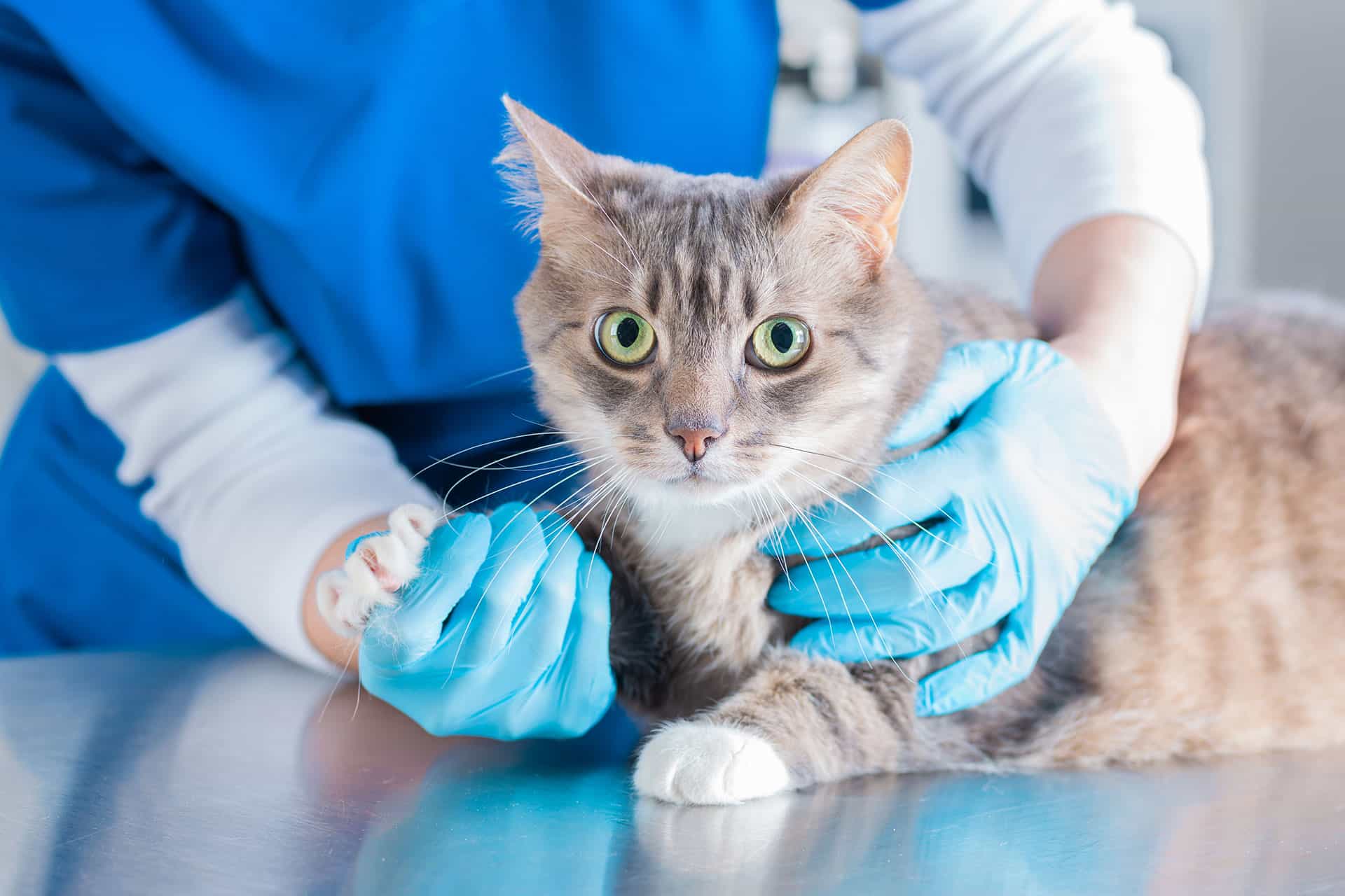 A gray cat with green eyes sits on a metal table, while a person in blue scrubs and blue gloves gently holds its paw, suggesting a veterinary examination.