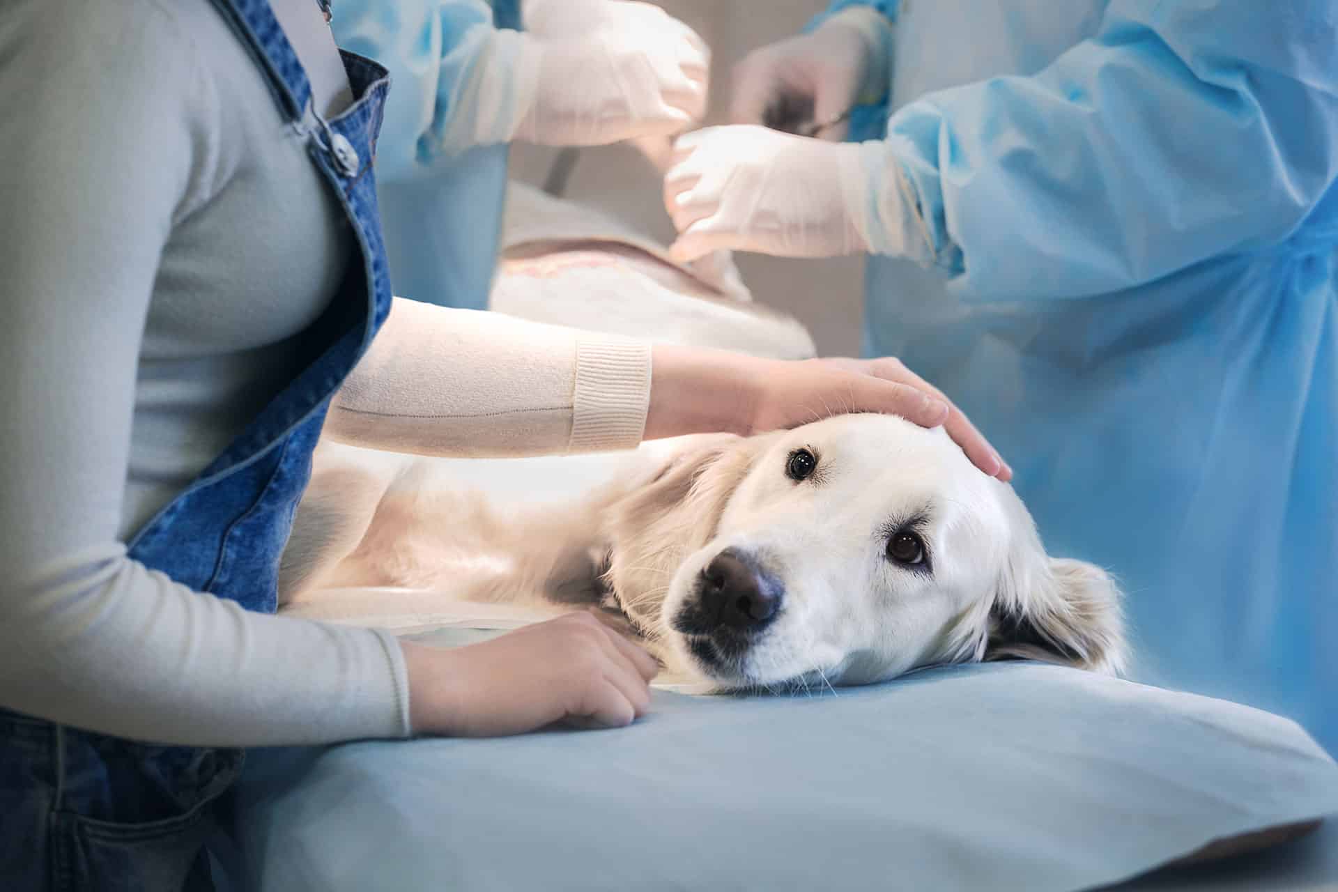 A person gently strokes a golden retriever lying on an exam table, while two veterinarians in blue scrubs and gloves stand nearby, preparing for a procedure.