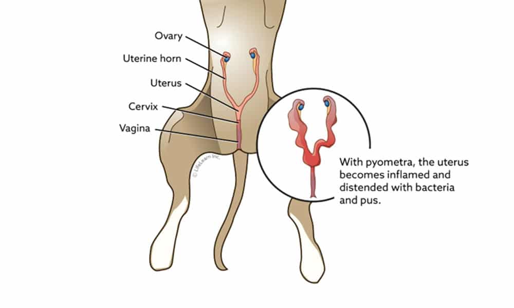 Diagram of a dog's reproductive system labeling ovary, uterine horn, uterus, cervix, and vagina. An inset shows an inflamed uterus filled with bacteria and pus, illustrating pyometra.