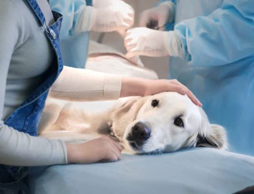 Pyometra Surgery in Dogs