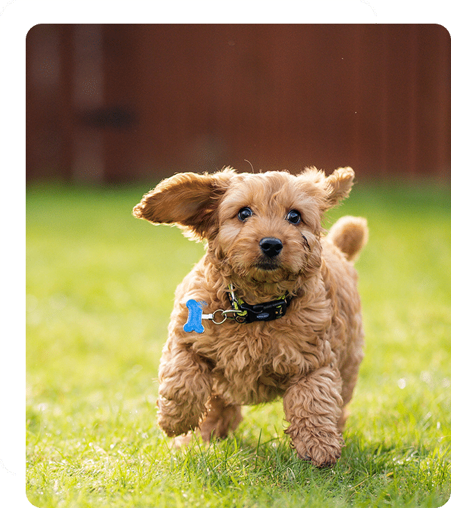 Affordable Vet Clinic in Tustin, CA. low cost vet clinic low cost pet vet low cost vets affordable veterinarian