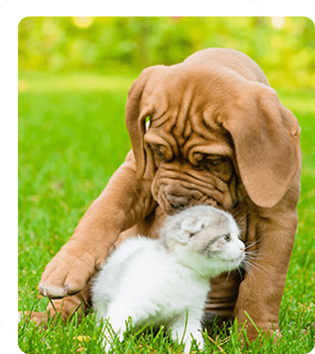 Affordable Vet Clinic in Mission Viejo, CA. low cost vet clinic low cost pet vet low cost vets affordable veterinarian