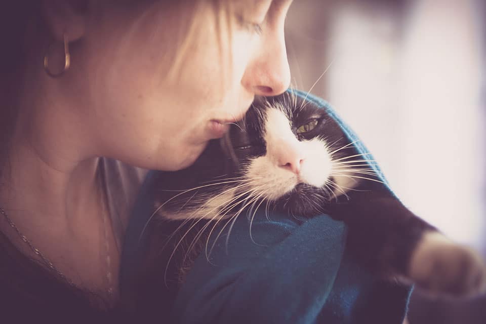 pet urgent care urgent pet care urgent care for pets