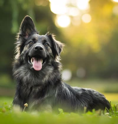 veterinarian near Great Park Irvine, CA veterinary near me pet hospital vet clinic animal hospital