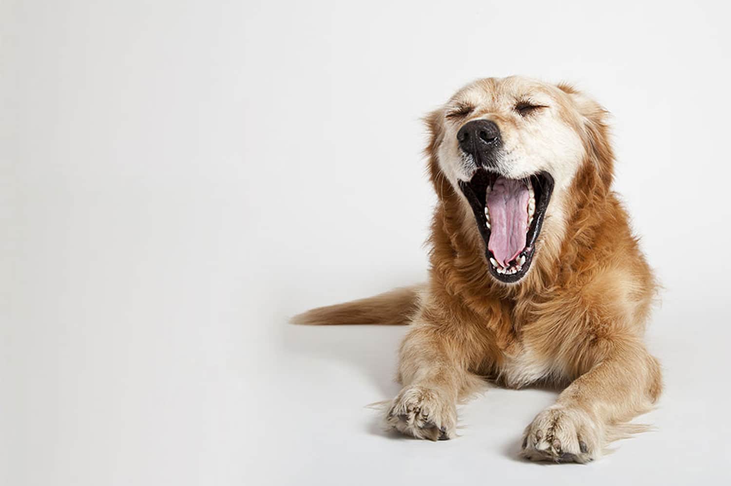 A Golden Retriever lies on the floor with its eyes closed and mouth wide open in a big yawn, perhaps dreaming of their last visit to the vet. The background is plain white, making the dog's light brown fur stand out. The dog appears relaxed and content.