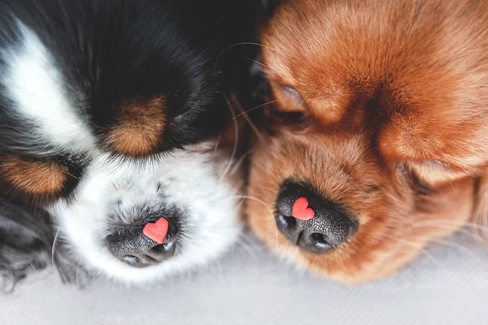 pet wellness clinic pet preventive care for pets dog wellness exam cat preventive care